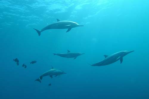 sea life school of grey dolphins underwater fish